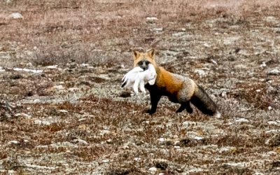 Churchill Field Photos –  Arctic Thrills