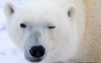 Happy New Year from Churchillpolarbears.org