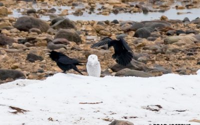 Churchill Sunday Photos –  Diverse Wildlife