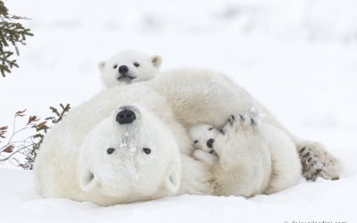 Grand Prize Polar Bear Photo