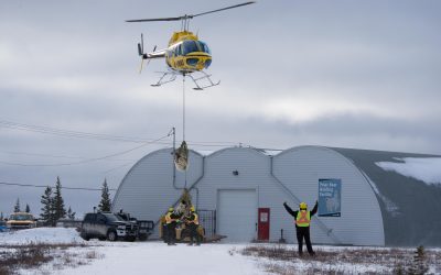 Polar Bears High and Low in Churchill