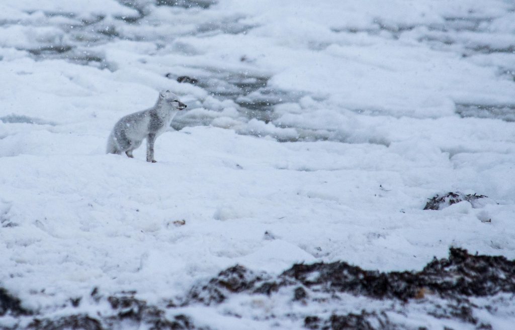 Arctic Fox Churchill