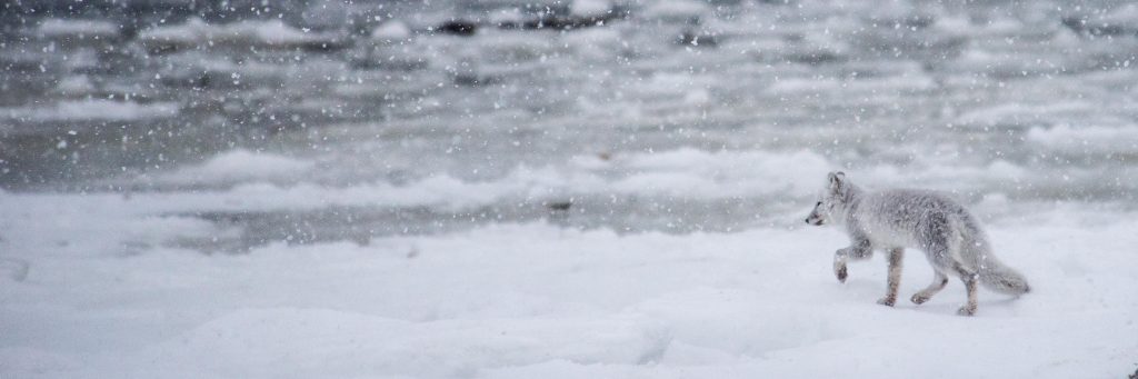 Arctic fox churchill, Manitoba