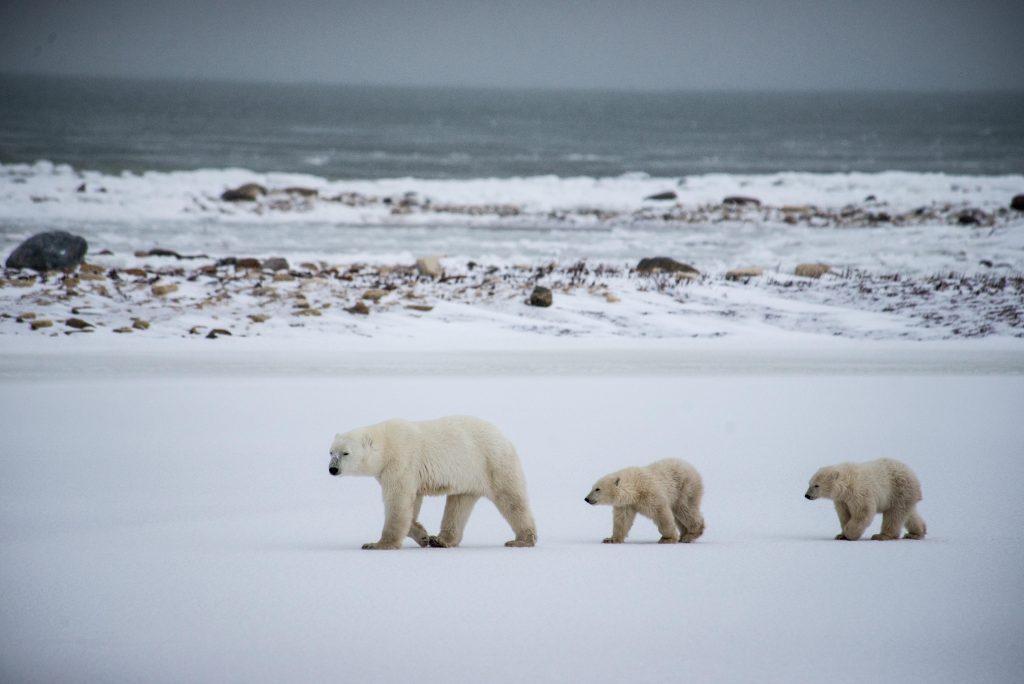 polar bear family in Churchill, Manitoba