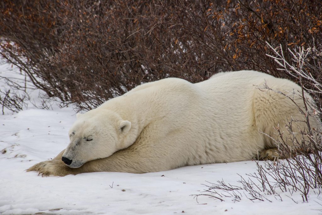 Resting on the tundra! Moira LePatourel photo.