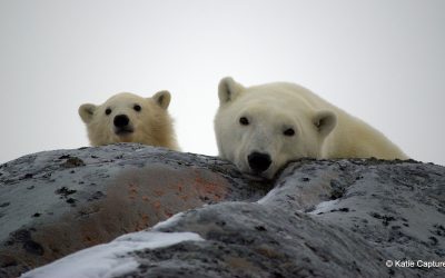 Churchill Weekly Polar Bear Stats