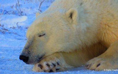 Polar Bear Pop Quiz