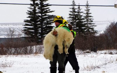 Churchill Weekly Photo – Polar Bear Lift