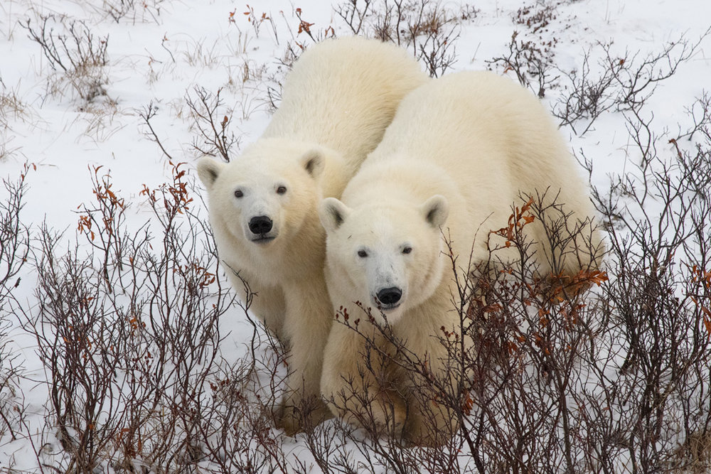 polar bears churchill, MB