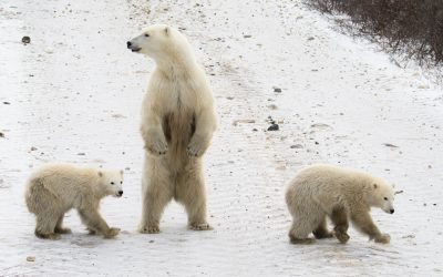 Churchill Polar Bear Season – Guest Blog Finale