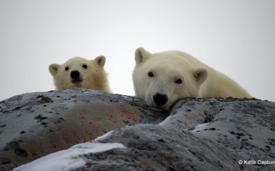 Churchill Sunday Photo – Polar Rest