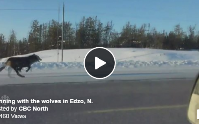Running With Wolves