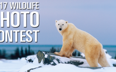 Wildlife Photo Contest