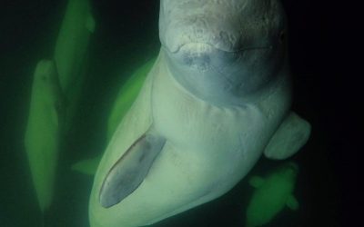 Sea North Tours – Beluga Whale Watch