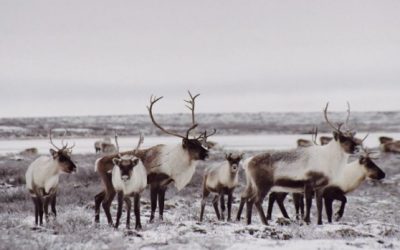 Canadian Government Will Protect Caribou Herd