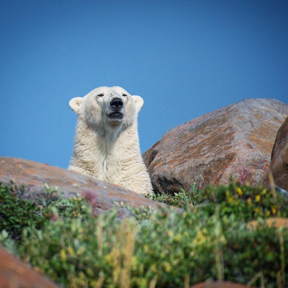 polar bear in Churchill