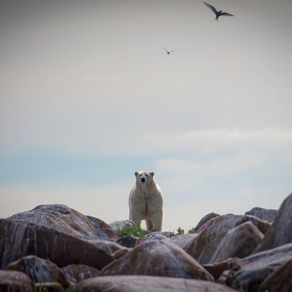 polar bear in Churchill