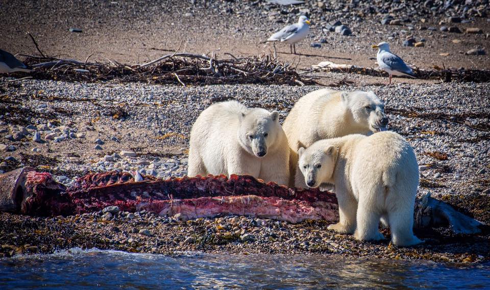 Polar bears in Churchill