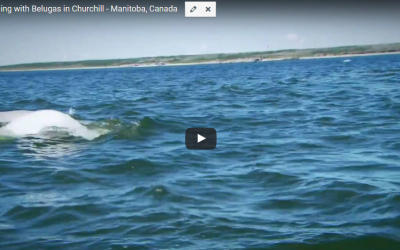 Churchill Video of the Week – Macri’s Whales