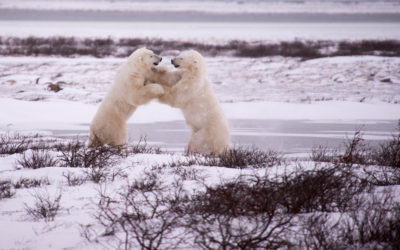 Churchill November Wildlife Paradise