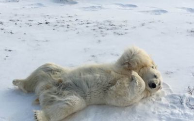 Polar Bear Season Excitement