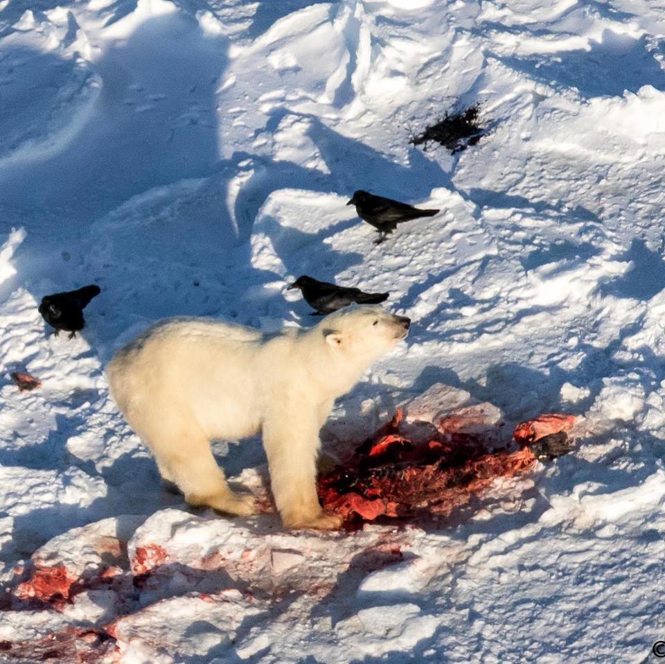 Polar bear in Churchill