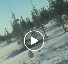 Churchill Video of the Week – Polar Bear Family Sighting