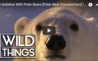 Polar Bear Weekly Video – Remote Polar Bear Island