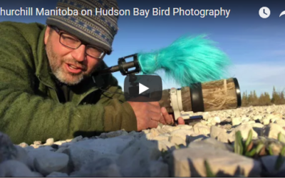 Churchill Video of the Week – Churchill Summer Birding