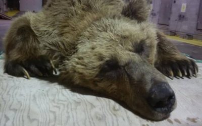 Barren – Ground Grizzly Trapped in Churchill