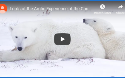 Churchill Weekly Video – Arctic Lords