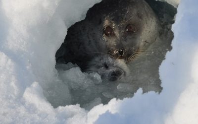 Seal Den in Igoolik