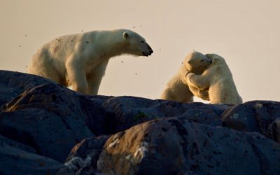 Polar Bears in Churchill