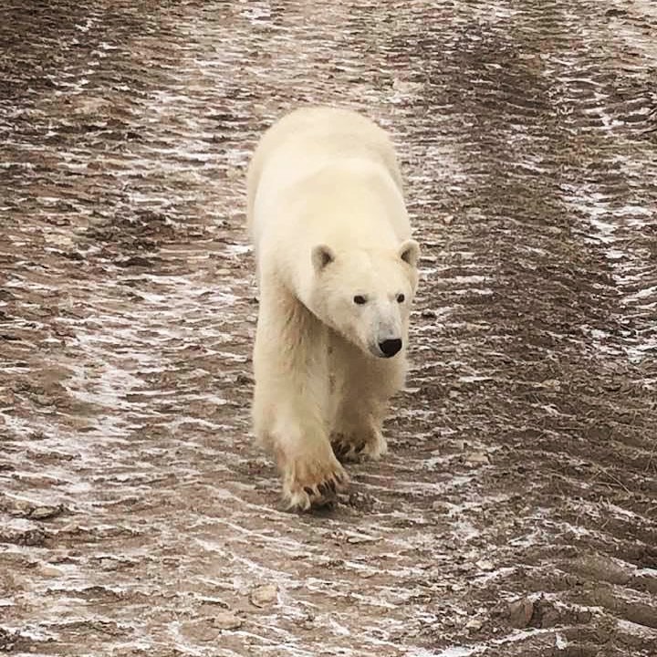 polar bear in Churchill