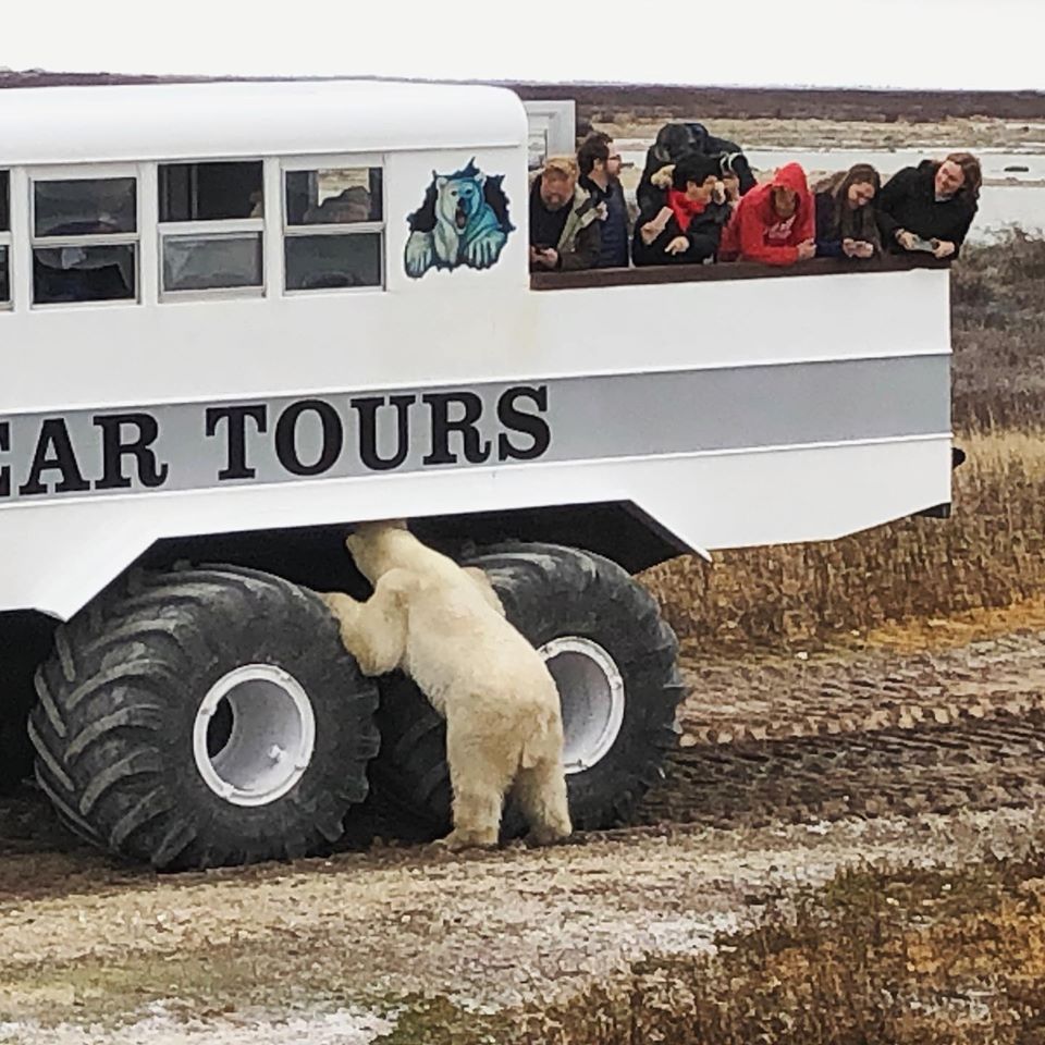 Polar bear and polar rover in Churchill