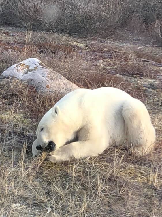 polar bear in Churchill