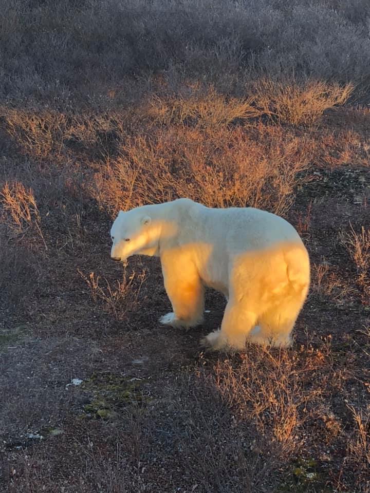 polar bear in Churchill