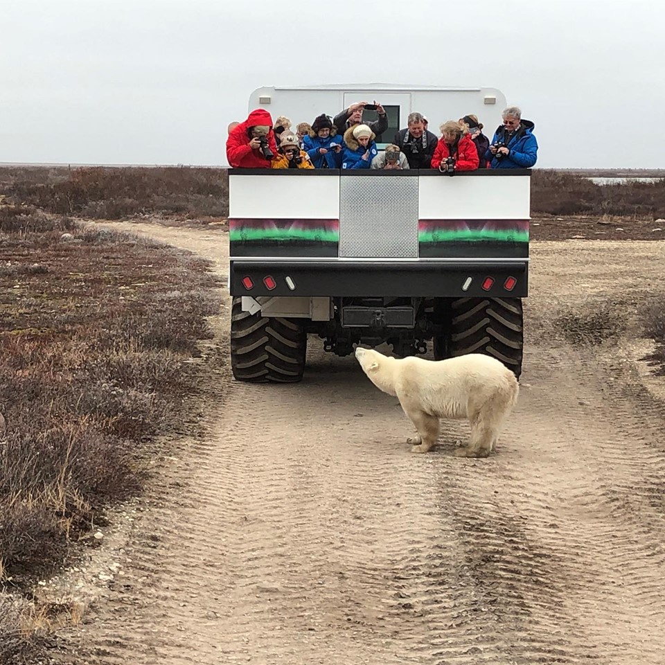 Polar rover and polar bear in Churchill